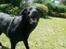 Labrador retriever Luna
