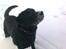 Labrador retriever Luna