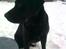 Labrador retriever Luna