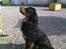 Labrador retriever Luna - Luna's Mor :)