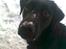 Labrador retriever Luna