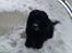 Cocker spaniel Tilde