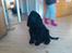 Cocker spaniel Tilde