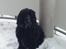 Cocker spaniel Tilde
