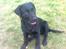Labrador retriever Luna - Luna hvor hun ikke er så gammel (:
