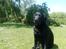 Labrador retriever Luna