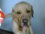 Labrador retriever Thor