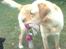 Labrador retriever Thor