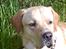 Labrador retriever Thor