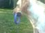 Labrador retriever Thor