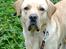 Labrador retriever Thor