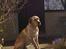 Labrador retriever Thor