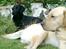Labrador retriever Thor - Thor og Luna slapper af :)