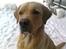 Labrador retriever Thor