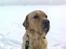 Labrador retriever Thor
