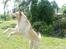 Labrador retriever Thor