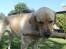 Labrador retriever Thor