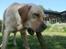 Labrador retriever Thor