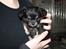Chihuahua Licabi's Alba - Alba 6 uger og 3 dage gammel:)