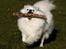 Japansk spids Aisuru Genki, "Coco" (2009-2020) - 01: Velkommen til Verdens mest legesygeste hund's profil!