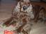 Cocker spaniel Charlie
