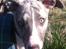 Whippet Bailey - den smukkeste lille prinsesse