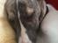 Whippet Bailey - Baby Bailey sover:-)