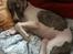 Whippet Bailey - Det er hårdt at rejse hele vejen fra Rumænien