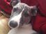 Whippet Bailey - sagde du noget?