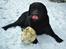 Labrador retriever Athos RIP