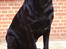 Labrador retriever Athos RIP
