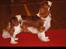 Cavalier king charles spaniel Longbody´s Made For Mirror - Mascha - Mascha på udstilling - første gang i juniorklassen på Cavalierklubbens udstilling 24/3-12