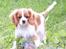 Cavalier king charles spaniel Longbody´s Made For Mirror - Mascha - Mascha 3 måneder