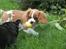 Cavalier king charles spaniel Longbody´s Made For Mirror - Mascha - Mascha 3 måneder