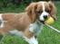 Cavalier king charles spaniel Longbody´s Made For Mirror - Mascha - Mascha 3 månederMascha 3 måneder