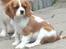 Cavalier king charles spaniel Longbody´s Made For Mirror - Mascha - Mascha 3 måneder