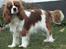 Cavalier king charles spaniel Longbody´s Made For Mirror - Mascha - Mascha 10 måneder