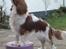 Cavalier king charles spaniel Longbody´s Made For Mirror - Mascha - Mascha 10 måneder - træner "elefanten"