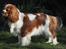Cavalier king charles spaniel Longbody´s Made For Mirror - Mascha - Mascha 10 måneder
