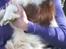 Cavalier king charles spaniel Longbody´s Made For Mirror - Mascha - Mascha 10 måneder