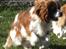 Cavalier king charles spaniel Longbody´s Made For Mirror - Mascha - Mascha 10 måneder