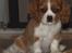 Cavalier king charles spaniel Longbody´s Made For Mirror - Mascha - Mascha 3 måneder