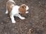 Cavalier king charles spaniel Aimee