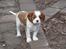 Cavalier king charles spaniel Aimee