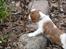 Cavalier king charles spaniel Aimee