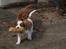 Cavalier king charles spaniel Aimee