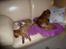 Cavalier king charles spaniel Aimee