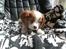 Cavalier king charles spaniel Aimee