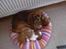 Cavalier king charles spaniel Aimee