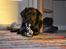 Blanding af racer Bell (labrador/boxer) - 8  uger.
